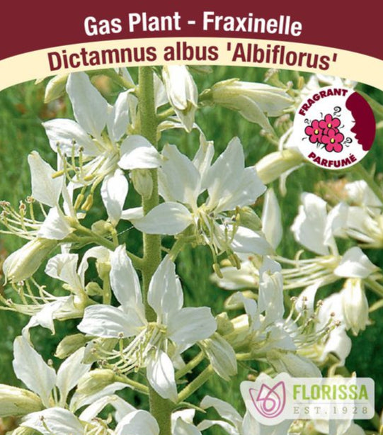 Gas Plant - Dictamnus albus Albiflorus, 1 Pack
