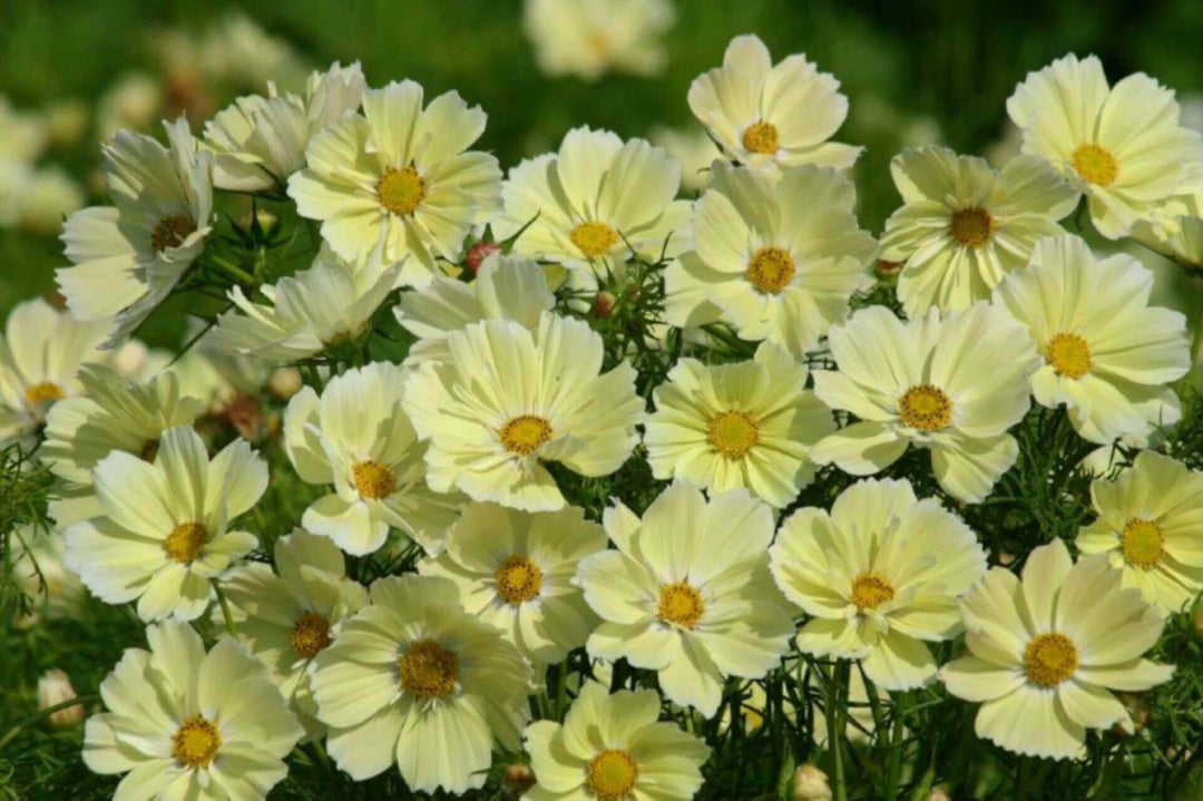 Cosmos Xanthos - Ontario Seed Company