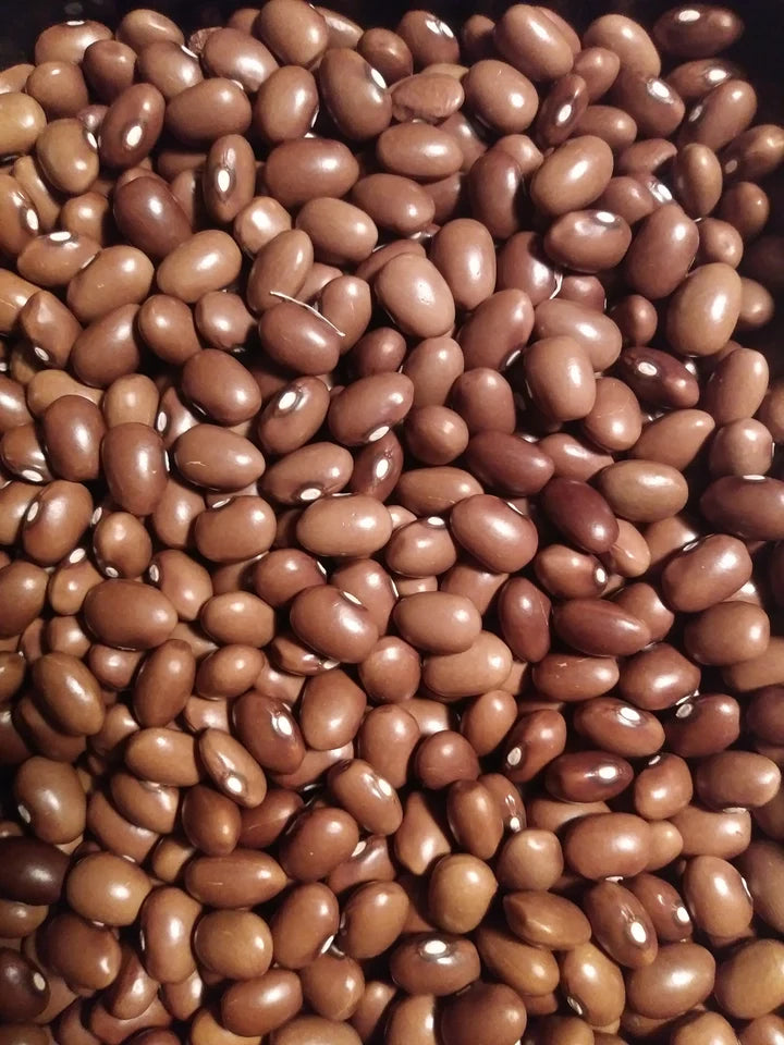 Bean Yer Fasulyasi Snap - Eagleridge Seeds