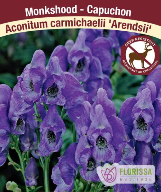 Monkshood - 'Arendsii', 1 Pack