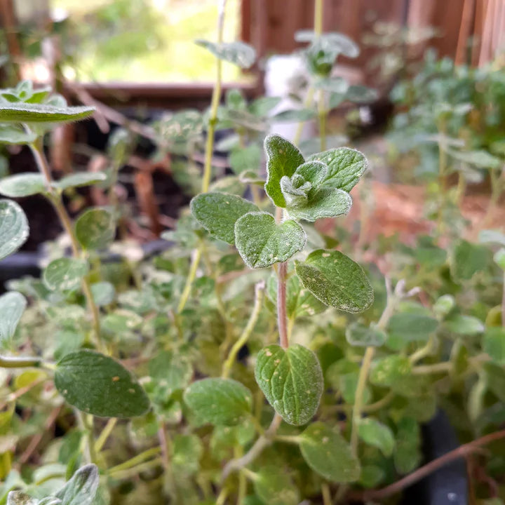 Za'atar Oregano - Eagleridge Seeds