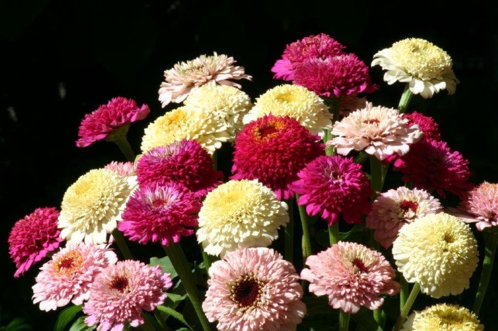 Zinnia Zinderella Mixed - Ontario Seed Company