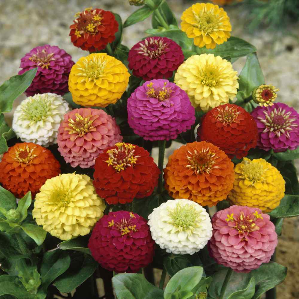 Zinnia Lilliput Mixed - Pacific Northwest Seeds