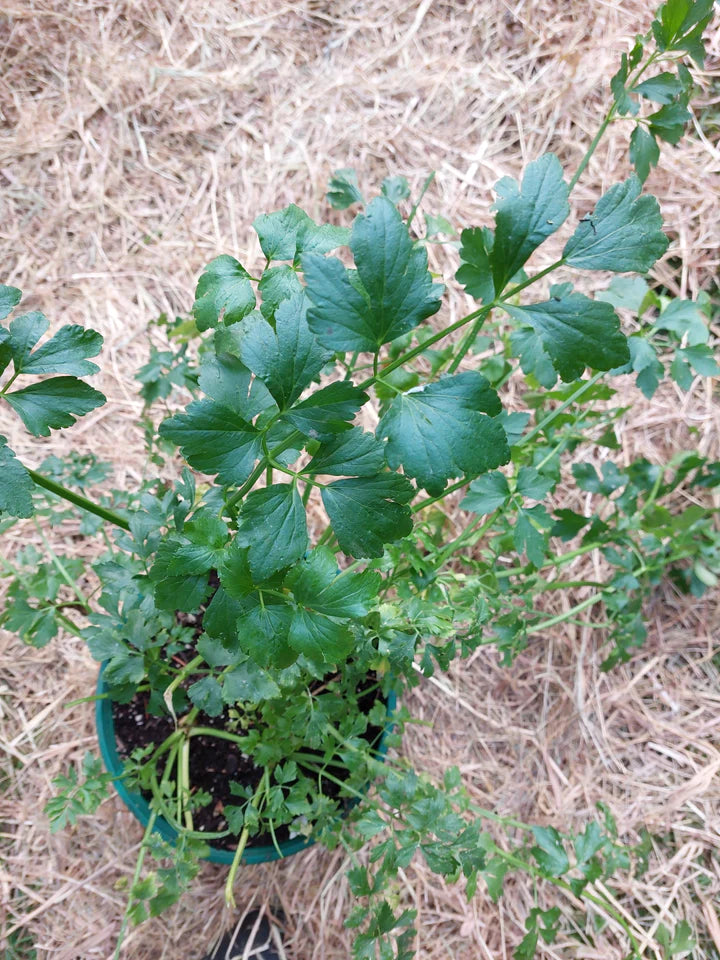 Zwolsche Krul Leaf Celery - Eagleridge Seeds