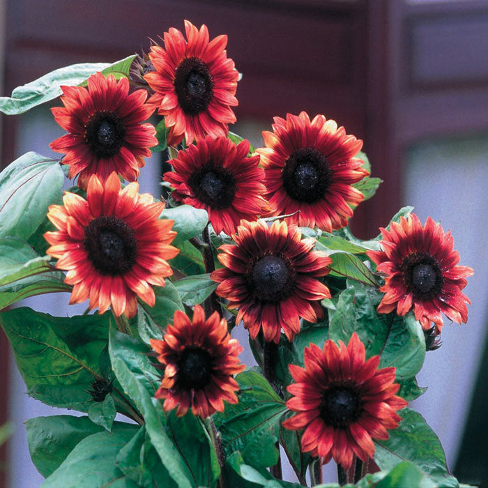 Sunflower Cherry Rose - Ontario Seed Company