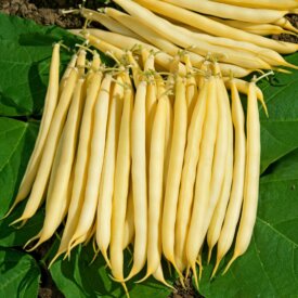 Bean Pencil Pod Black Wax Bush - Ontario Seed Company