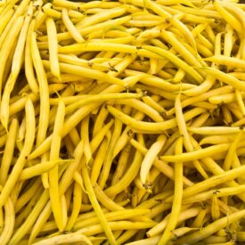 Bean Gold Rush Bush - Ontario Seed Company