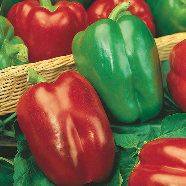 Pepper California Wonder - Mr. Fothergill's Seeds