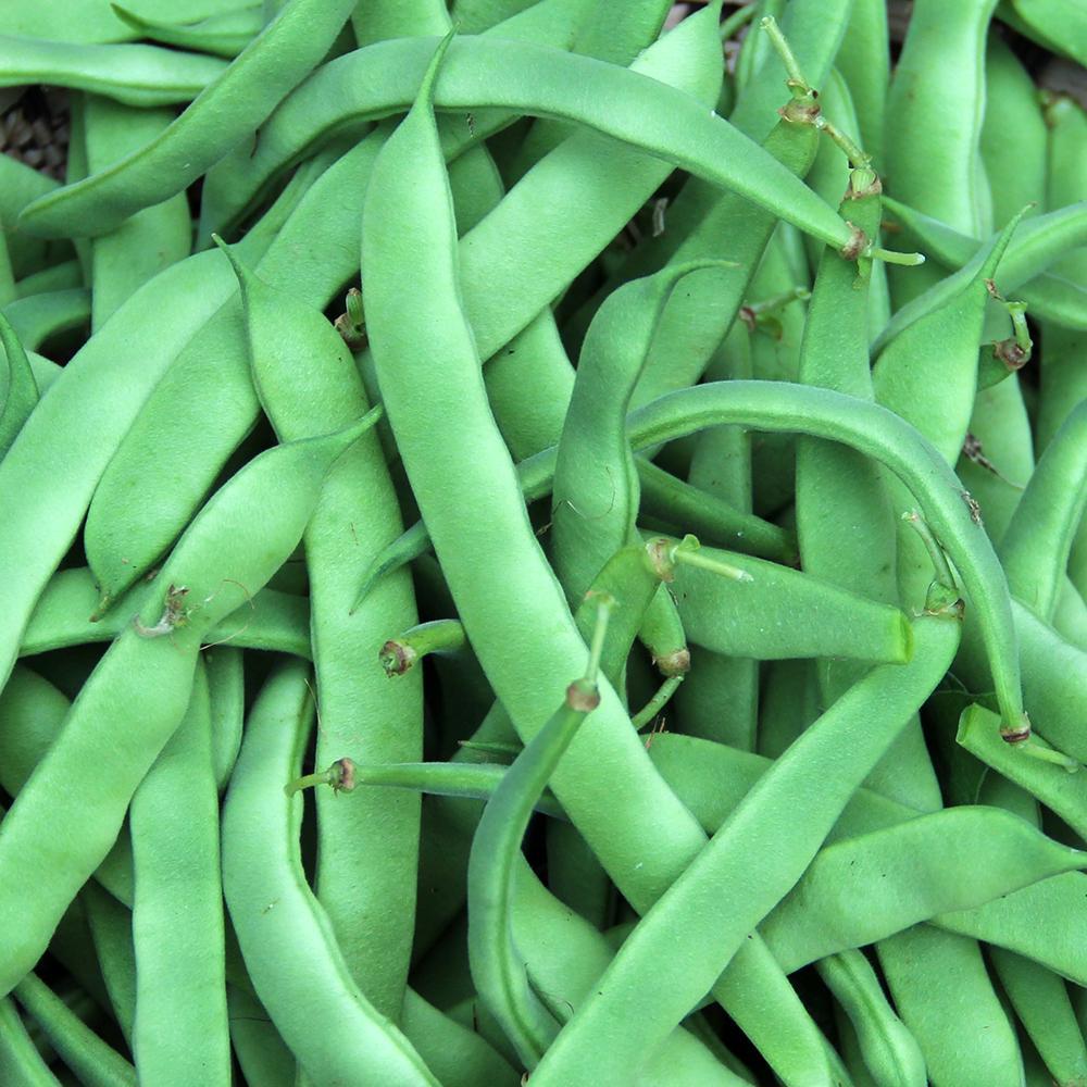 Bean Romano Bush - Ontario Seed Company