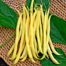 Bean Kentucky Wonder Wax Pole - Ontario Seed Company