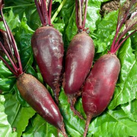 Beet Cylindra - Ontario Seed Company