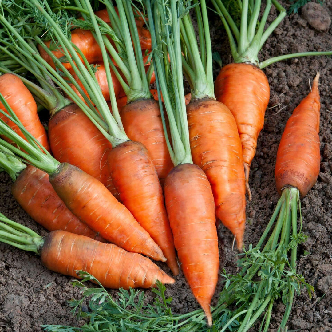 Carrot Chantenay Red - Ontario Seed Company