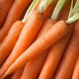 Carrot Imperator - Ontario Seed Company