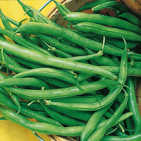 Bean Derby Bush Snap - Salt Spring Seeds
