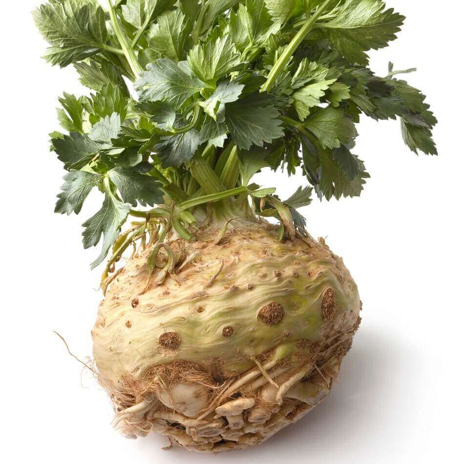 Celeriac Giant Prague - Ontario Seed Company