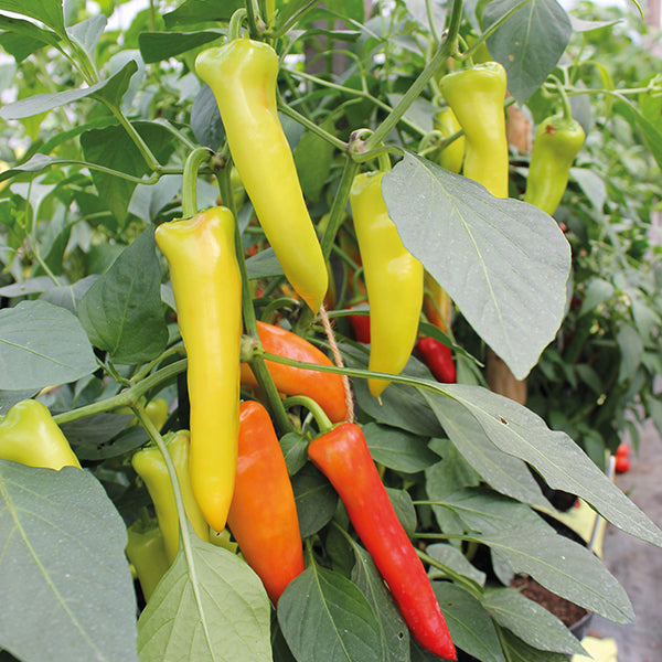 Pepper Hungarian Hot Wax - Mr. Fothergill's Seeds