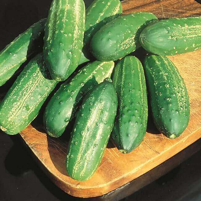 Cucumber Regal Hybrid - Ontario Seed Company