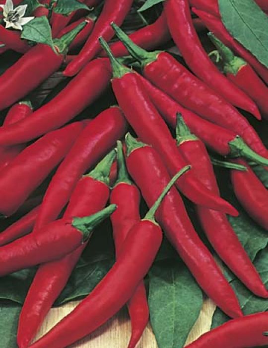 Pepper Cayenne - Mr. Fothergill's Seeds