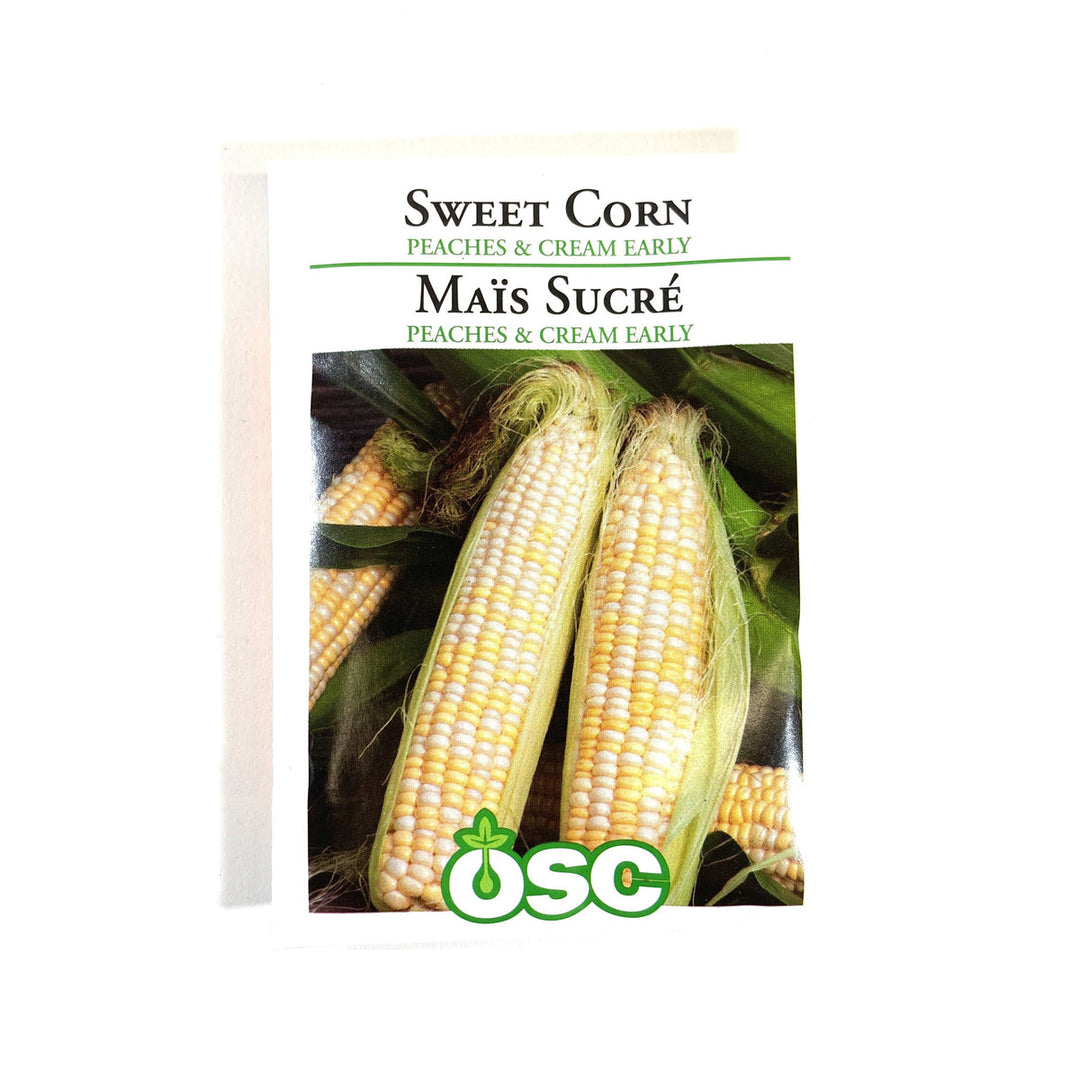 Corn Peaches & Cream Sweet Early Hybrid - Ontario Seed Company