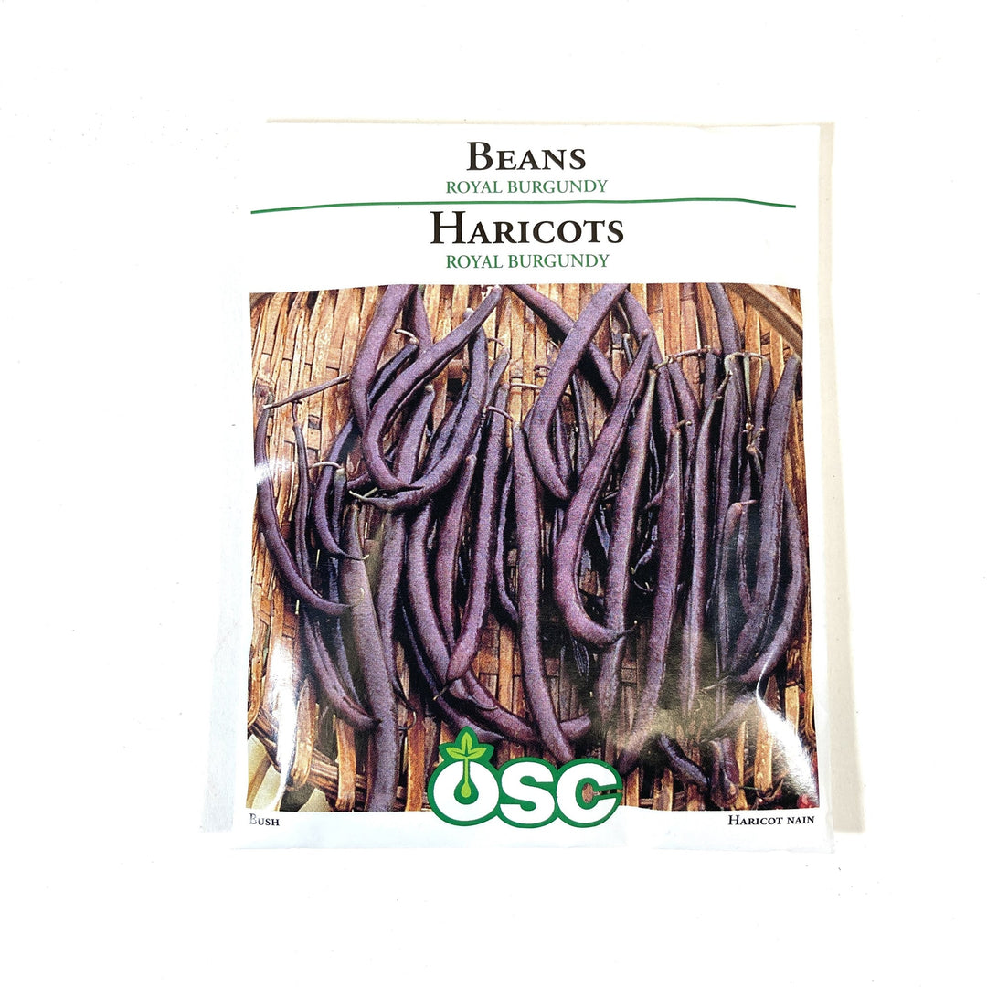 Bean Royal Burgundy Bush - Ontario Seed Company