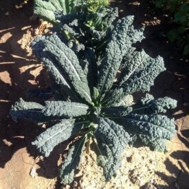 Kale Lacinato - Ontario Seed Company