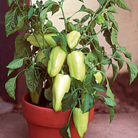 Pepper Gypsy Hybrid - Ontario Seed Company