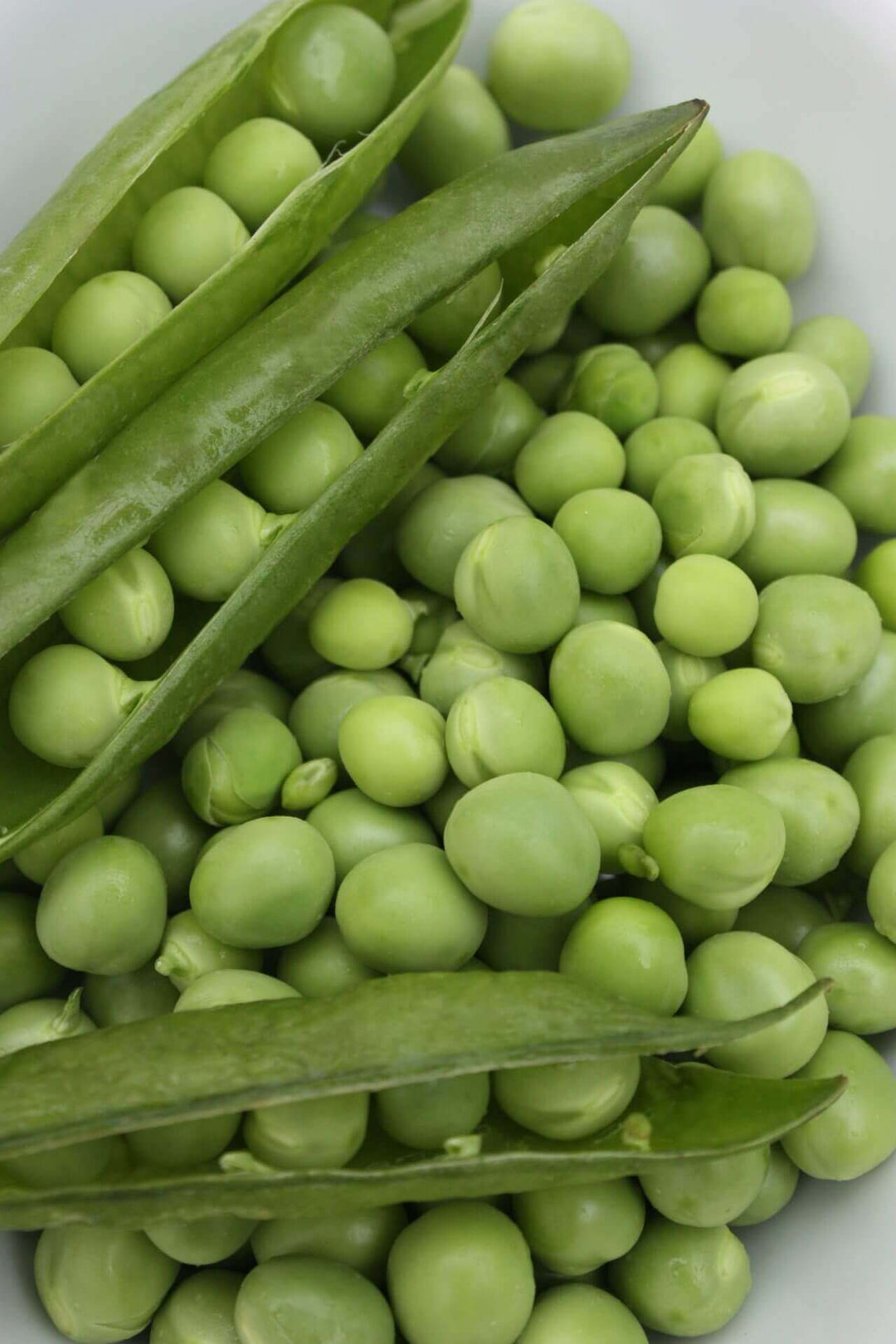 Pea Early Frosty - Ontario Seed Company