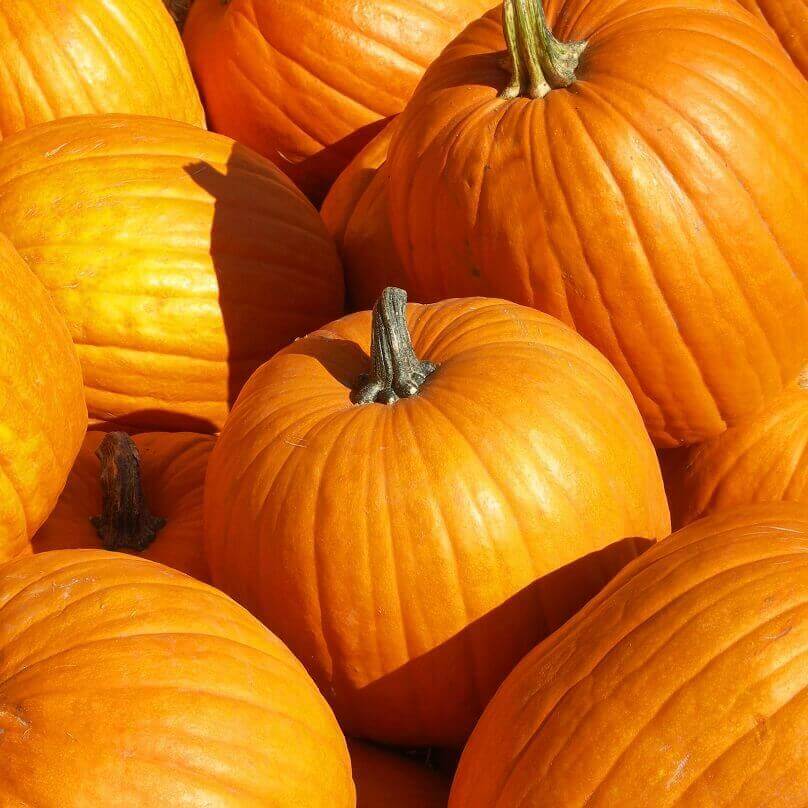 Pumpkin Connecticut Field - Ontario Seed Company