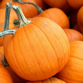 Pumpkin Small Sugar or Pie - Ontario Seed Company