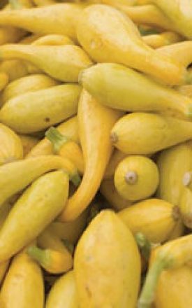 Squash Golden Crookneck - Ontario Seed Company