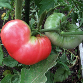 Tomato Pink Ponderosa - Ontario Seed Company