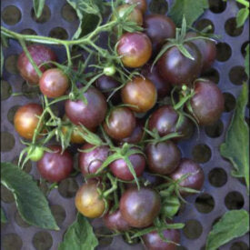 Tomato Black Cherry - Ontario Seed Company