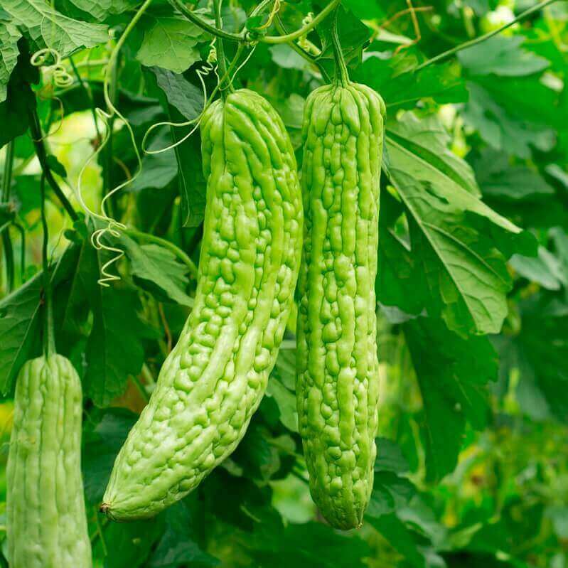 Bitter Gourd Long Green - Ontario Seed Company