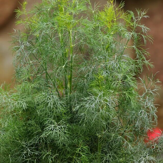 Dill Fernleaf - Ontario Seed Company