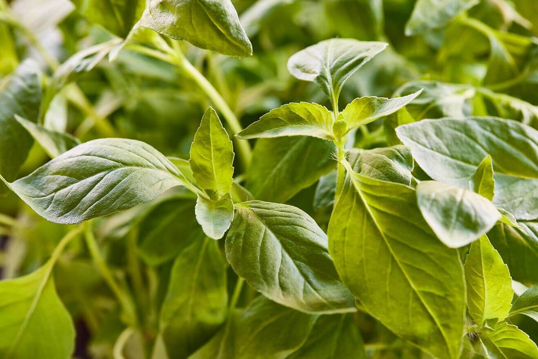 Bush Basil Blue Spice - Ontario Seed Company