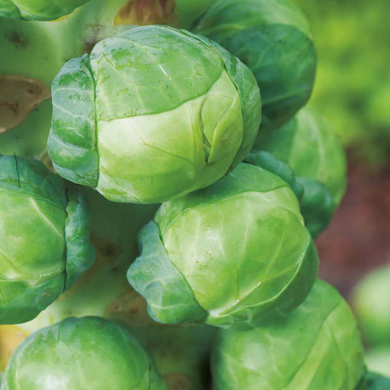 Brussels Sprout Igor - Mr. Fothergill's Seeds