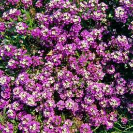 Alyssum Royal Carpet - Ontario Seed Company