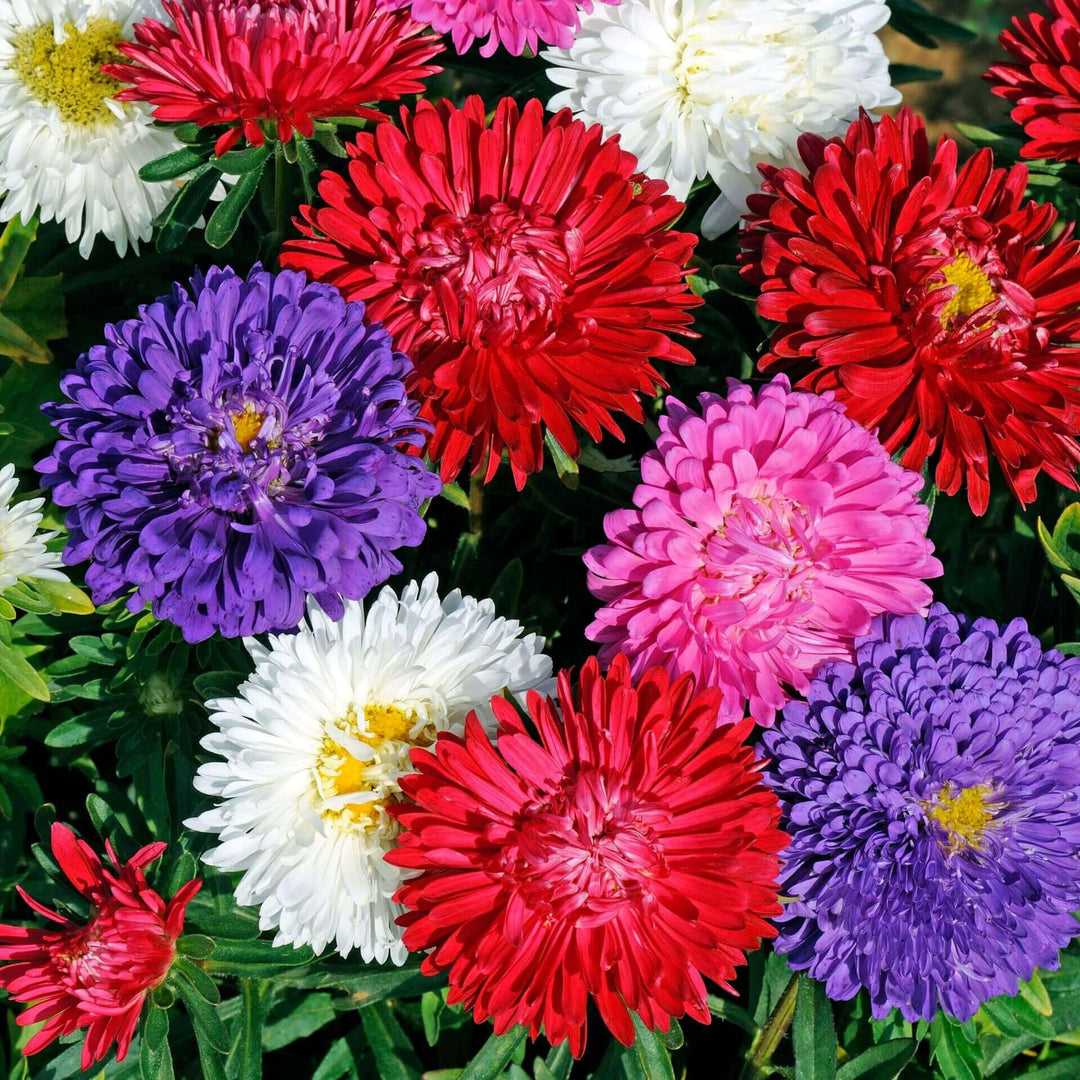 Aster Giant Crego Mixed - Ontario Seed Company