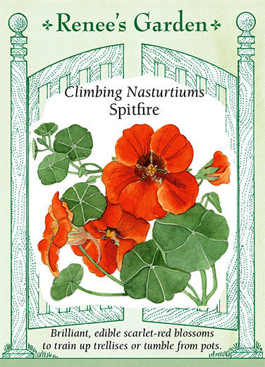 Nasturtium Spitfire - Renee's Garden