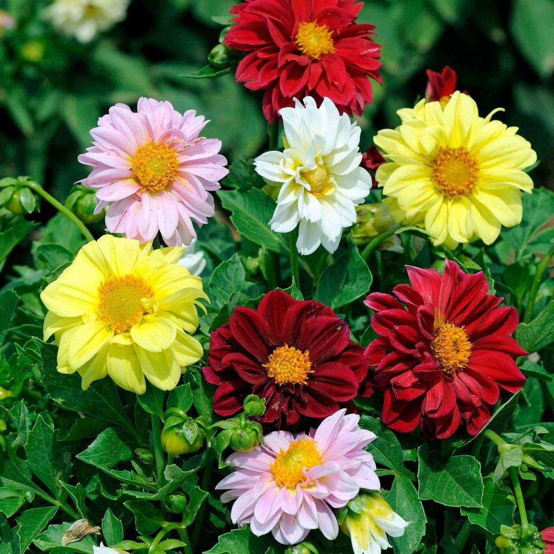 Dahlia Unwin's Dwarf Hybrid - Ontario Seed Company