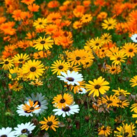 African Daisy Aurantica Hybrid - Ontario Seed Company