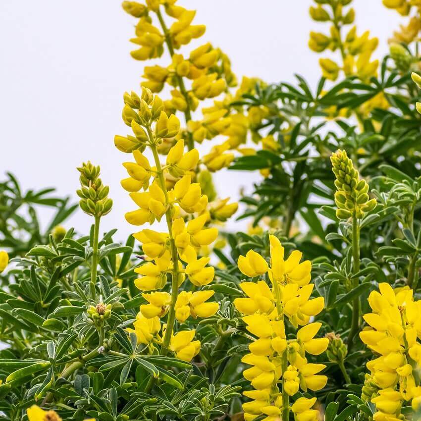 Lupine Golden Yellow - Ontario Seed Company