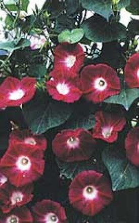 Morning Glory Crimson Rambler - Ontario Seed Company