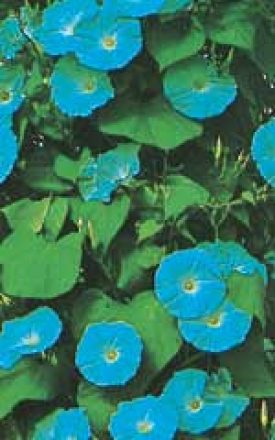 Morning Glory Heavenly Blue - Ontario Seed Company