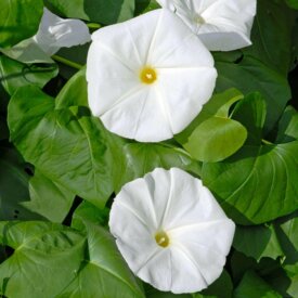 Morning Glory Pearly Gates - Ontario Seed Company