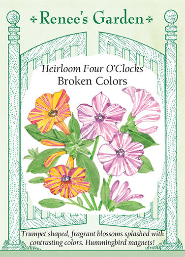 Four O'Clocks Broken Colors - Renee's Garden