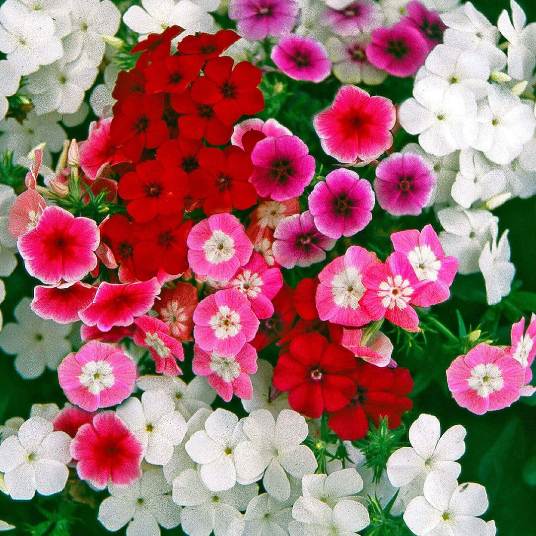 Phlox Drummondi Mix - Ontario Seed Company