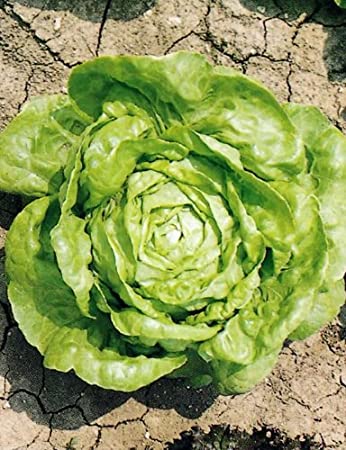 Lettuce Arctic King Butterhead - Salt Spring Seeds
