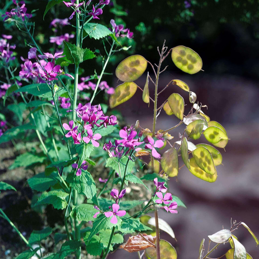 Lunaria Silver Dollar Plant - Ontario Seed Company