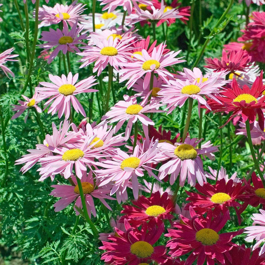 Painted Daisy Pyrethrum - Ontario Seed Company